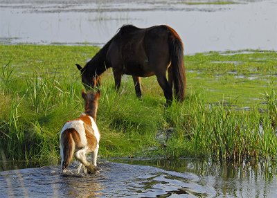 The Ponies of Chincoteague