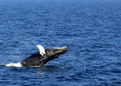 In Search of Humpback Whales