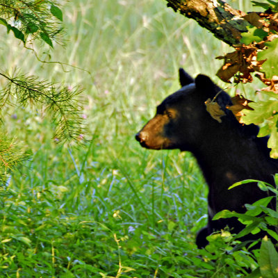 gsmnp1_011192a.jpg