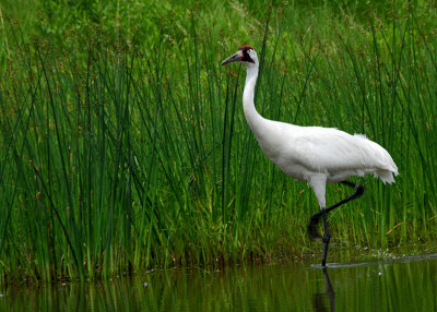 A Whooping Crane