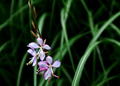 Berkshire Botanical Garden