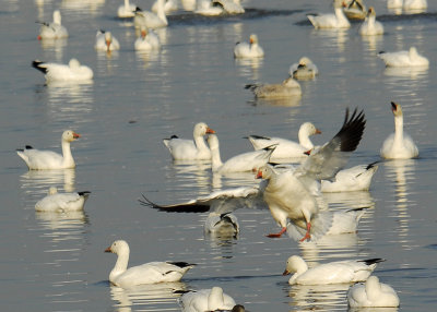 When the Snow Goose Flies