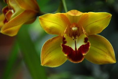 Orchid Extravaganza