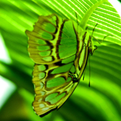 Niagara Butterfly Conservatory - Vol. 1