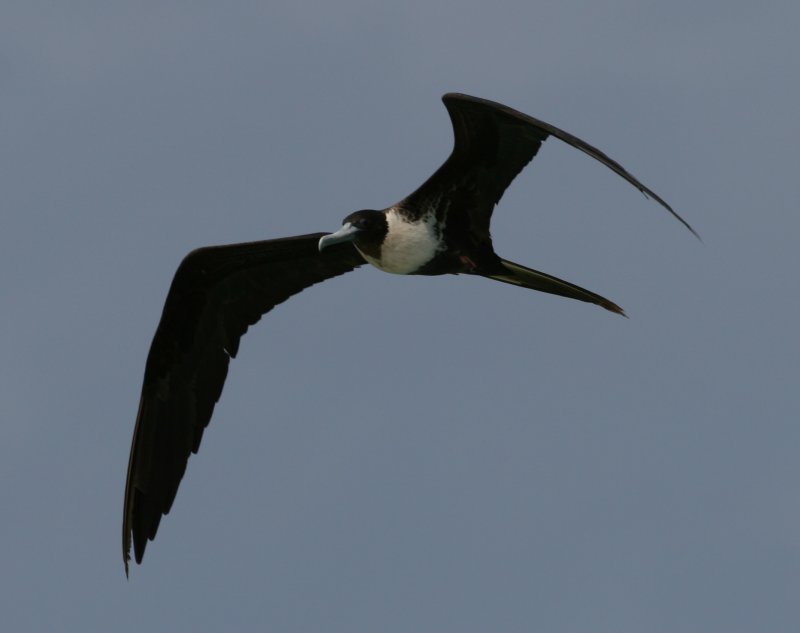 Magnificent Frigatebird