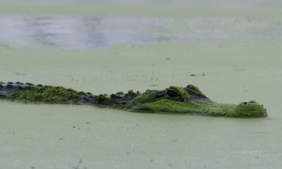 American Alligator