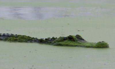 American Alligator