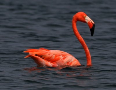 Greater Flamingo (Caribbean)