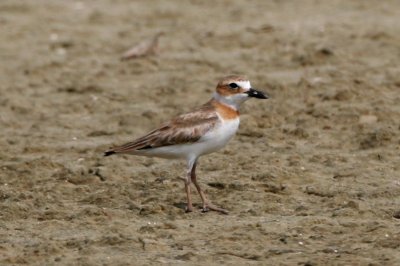 Wilson's Plover