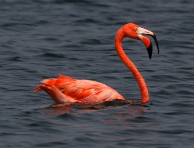 Greater Flamingo (Caribbean)