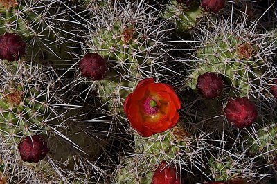 Claretcup Cactus