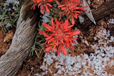 Paintbrush and Ice