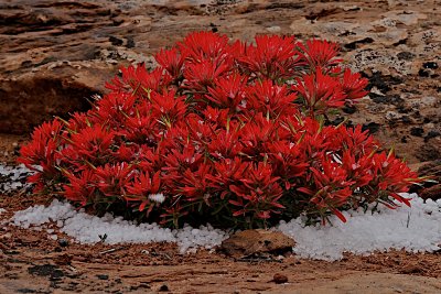 Common Paintbrush