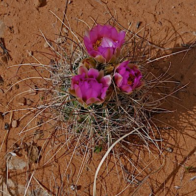 Whipple's Fishhook Cactus