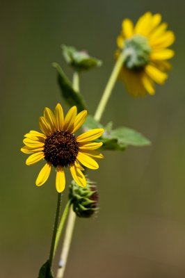 Helianthus