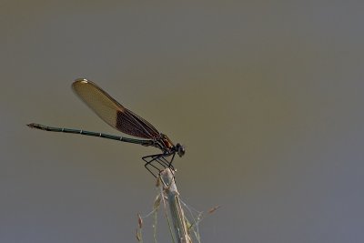 Damselfly