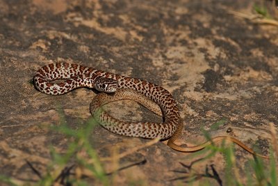 Yellowbelly Racer (Juvenile)