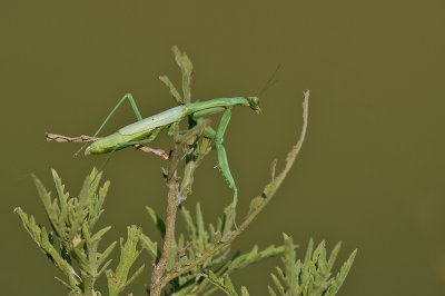 Praying Mantis