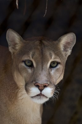 Mountain Lion, Puma, Cougar