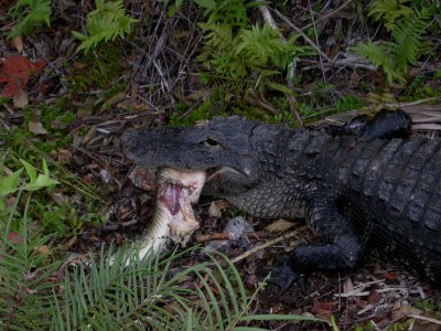 American Alligator Cannibalism