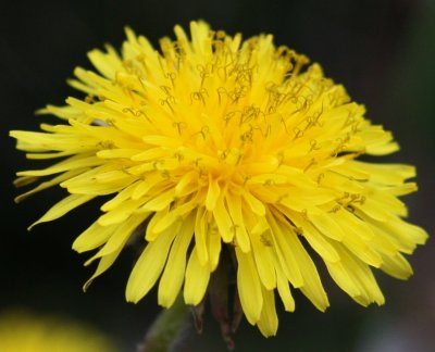 Dandelion