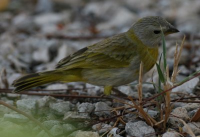 Saffron Finch