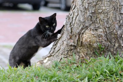 Cat15