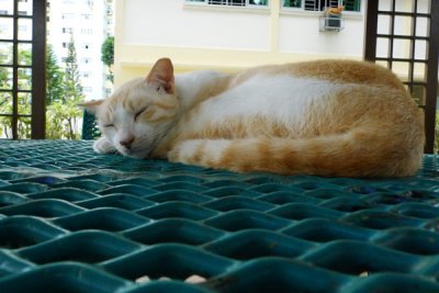 Cat18