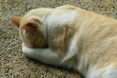 Cat21