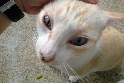 Cat23