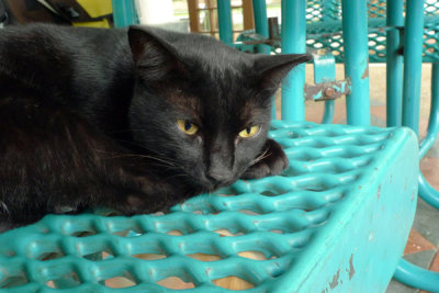 Cat24