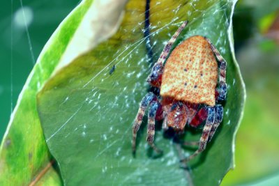 Red Tent Spider