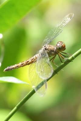 Neurothemis fluctuans (Female)