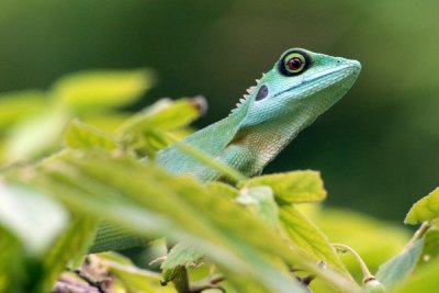 Green Crested Lizard