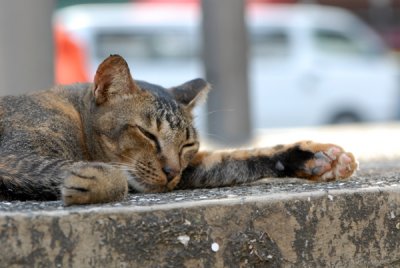 Cat25