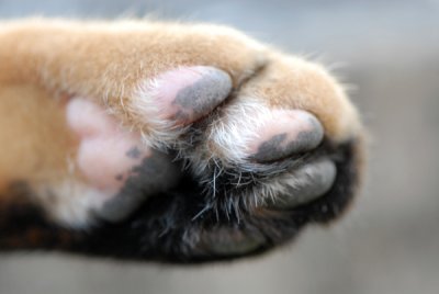 Cat26