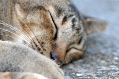 Cat27