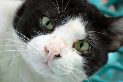 Cat28