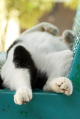 Cat29