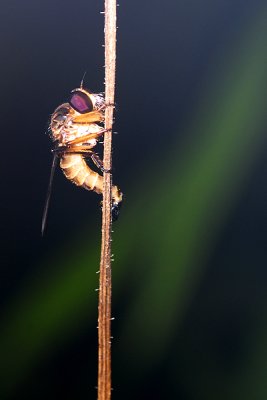 VD108