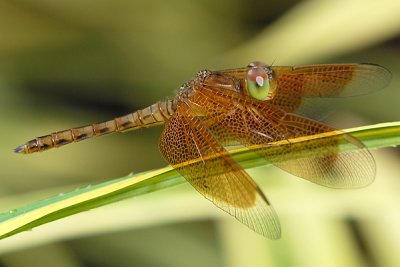 Neurothemis fluctuans (Immature Male)