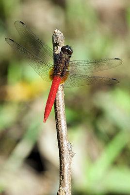 Orthetrum chrysis