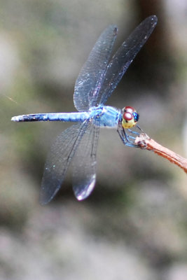 Raphismia bispina (Male)
