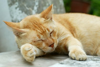 Cat62