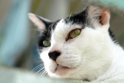 Cat63