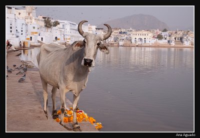 Pushkar