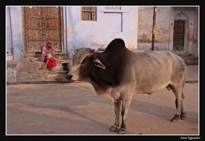 Pushkar