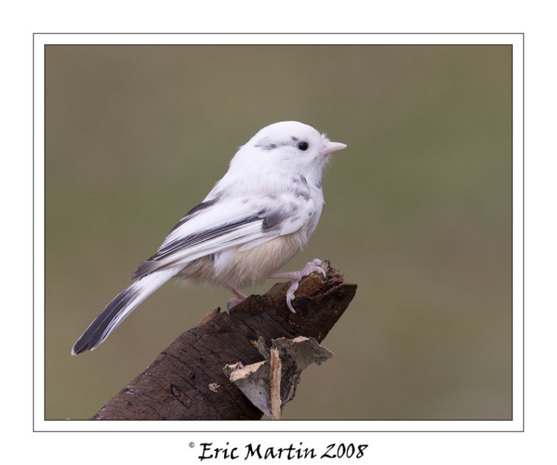 Msange  tte noire Leucistisme /   Leucistisme Black-capped Chickadee