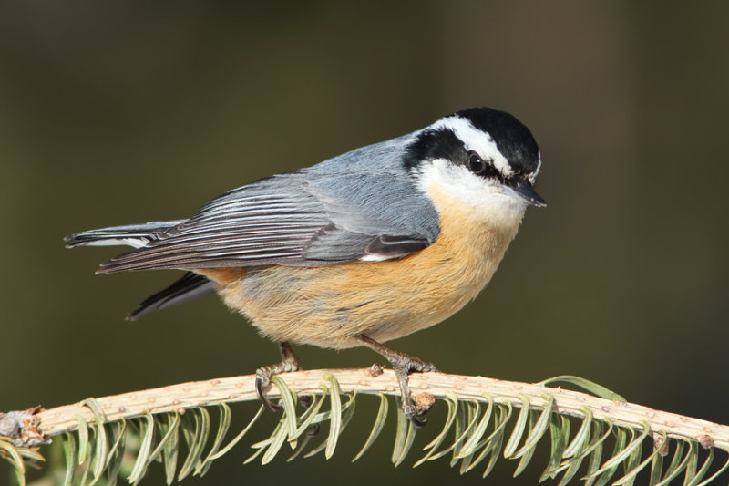 Sittelle  poitrine rousse /  Red-Breasted Nuthatch