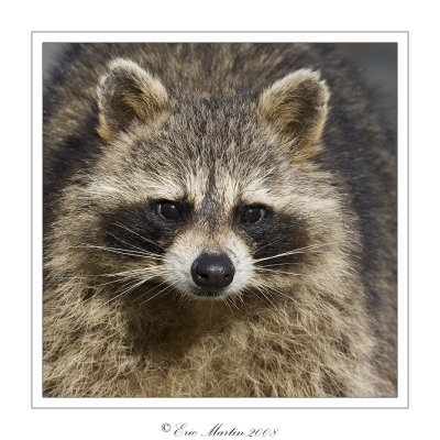 Raton laveur  /  Raccoon